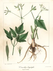 Osmorhiza longistylis