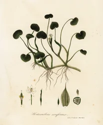 Plantain des marais ou jacinthe d