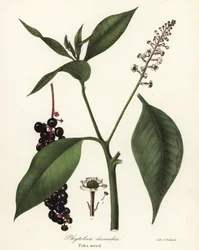 Phytolacca americana