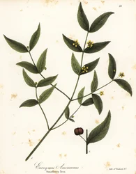 Arbre à fraises, Euonymus americanus