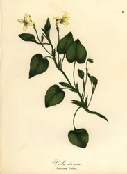 Violette crème striée, Viola striata