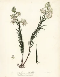 Asclépiade verticillée, Asclepias verticillata