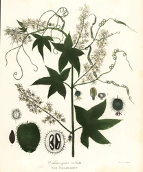 Concombre sauvage, concombre épineux, concombre à bardane ou pomme de baume sauvage, Echinocystis lobata