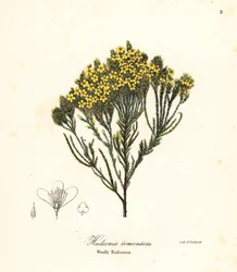 Bruyère laineuse, bruyère de plage, bruyère de sable ou hudsonie laineuse, Hudsonia tomentosa