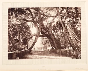 Un banian, Java