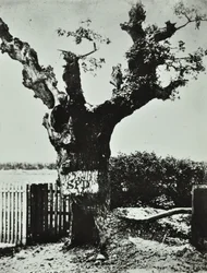 Brockley Lane : Old Oak, Londres, 1890