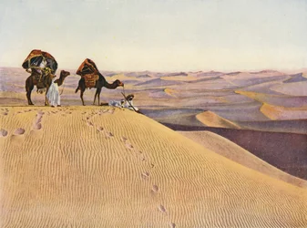 Chameaux dans le Sahara (photo en couleur)