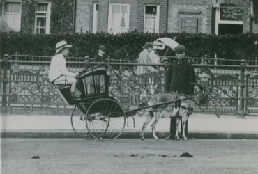 Transport tiré par des chèvres