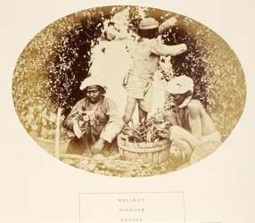 Mallees (jardiniers), hindous, Madras, de The People of India, par J. Forbes Watson, publié en 1868