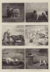 Quelques études de la vie animale par photographie instantanée