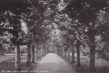 Le Lime Walk, Trinity College, Oxford