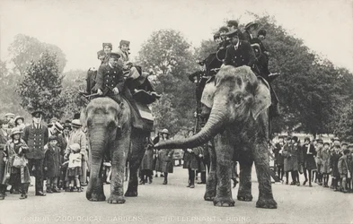 Les éléphants du zoo de Londres à Regent