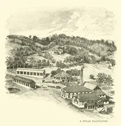 Une plantation de sucre
