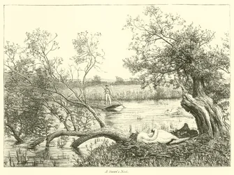 Nid de cygnes