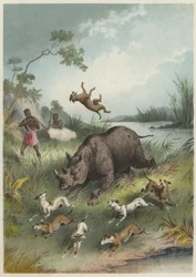 Chasse au rhinocéros