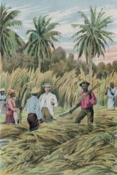 Une plantation de sucre