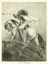 Cavalier abyssinien