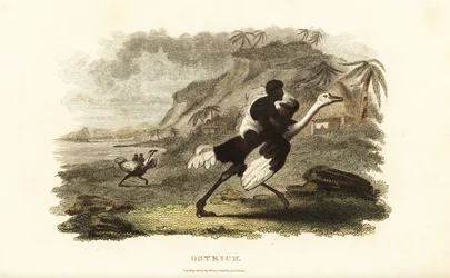Hommes et garçons africains chevauchant des autruches apprivoisées dans une usine française près de Podor, Sénégal