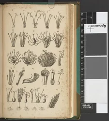 Une introduction à la botanique, contenant une explication de la théorie de cette science, et une interprétation de ses termes techniques, extrait des œuvres de Linné...