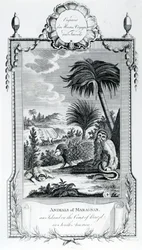 Animaux de Maragnan, illustration tirée des Voyages et Voyages de Moore