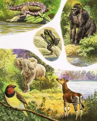 Animaux que vous pourriez trouver au Congo