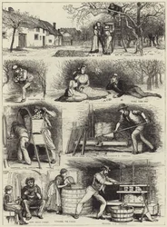 Récolte de pommes et fabrication de cidre dans le Devonshire