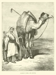 Chameau arabe et conducteur