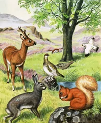 Animaux divers