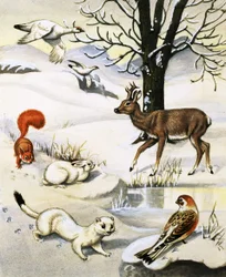 Animaux divers en hiver