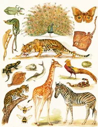 Animaux divers avec coloration intéressante
