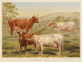 Bétail Ayrshire