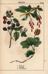 Épine-vinette, ronce et mûre des marais, de "The Instructive Picturebook, or Lessons from the Vegetable World," [Charlotte Mary Yonge], Édimbourg