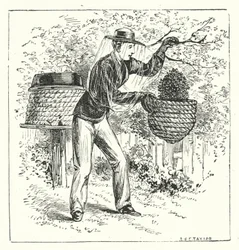 Apiculture (gravure)