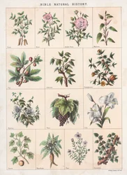 Histoire Naturelle de la Bible
