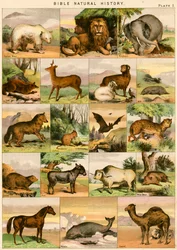 Histoire Naturelle de la Bible