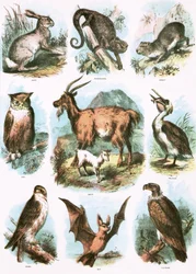 Illustrations bibliques