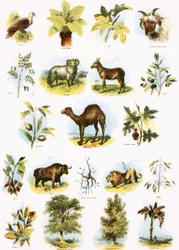 Illustrations bibliques