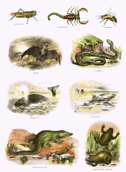 Histoire naturelle biblique