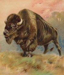 Bison