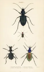 Coléoptère tigre à taches bleues ou dorées, Cicindela aurulenta, coléoptère terrestre à dents de sabre, Anthia decemguttata, grand coléoptère terrestre violet, Carabus scabrosus tauricus, et coléoptère terrestre, Carabus hispanus