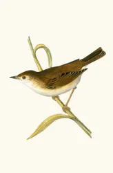 Phragmite à bec fin, illustration de 