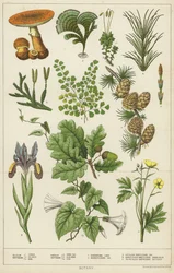 Botanique