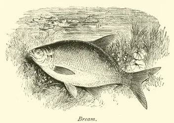 Brème