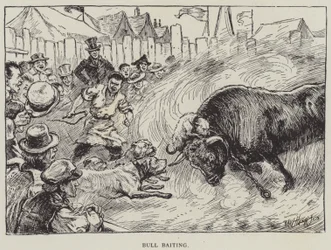 Combat de taureaux