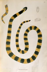 Serpent Bungarum Pamah de Un Compte Rendu des Serpents Indiens collectés sur la Côte de Coromandel par Patrick Russell, Londres, 1796