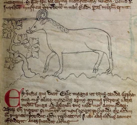 Yale, du Bestiaire