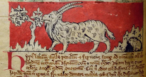 CCA-LitMs/D/10 fol. 8v Chèvre, du Bestiaire