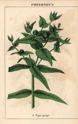 Euphorbe épurge avec graines vertes, Euphorbia lathyris, de 