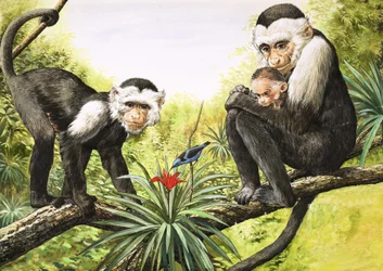 Singes capucins, illustration de "Nature