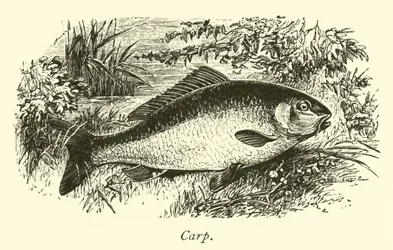 Carpe